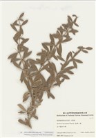 藏品(臺灣小檗)的圖片